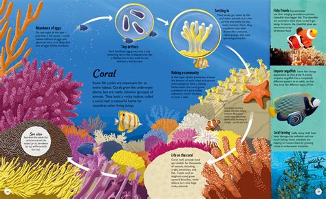The ecological importance of coral magical wreckers